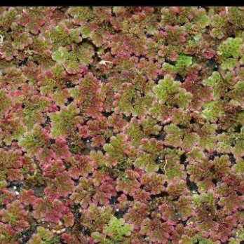 BIBIT AZOLLA PINATA MERAH - TUMBUHAN AIR BERPROTEIN TINGGI