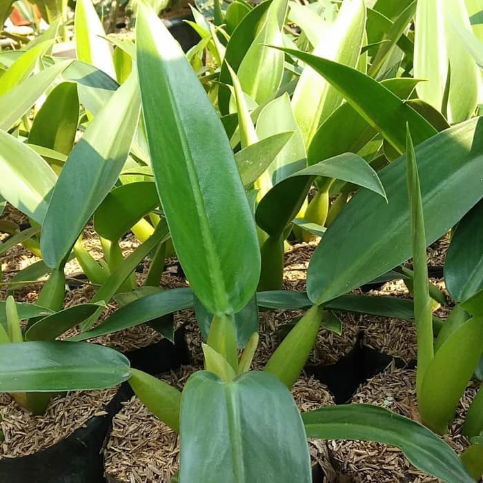 Tanaman Hias Philo Katak - Philo Eceng