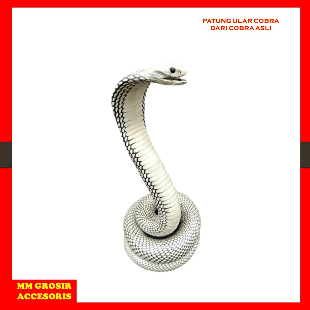 PATUNG ULAR COBRA ASLI
