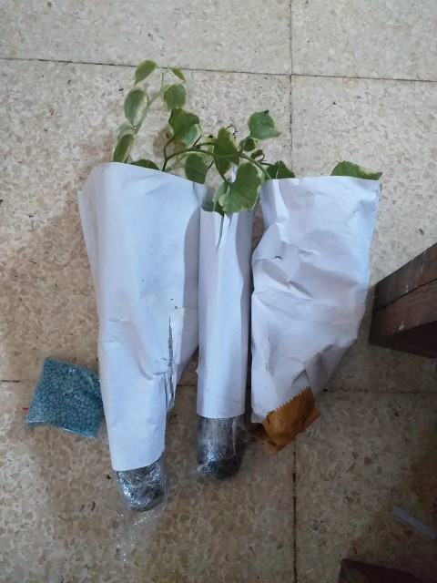 Tanaman Hias Scindapsus Exotica -  Tanaman Hias Gantung