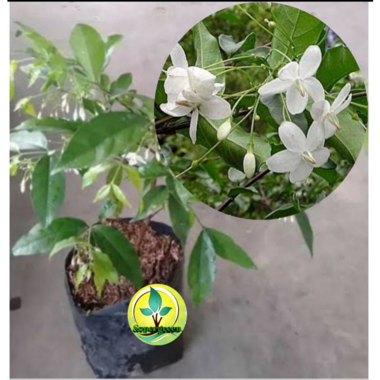 bibit bunga anting putri tanaman buat bonsai