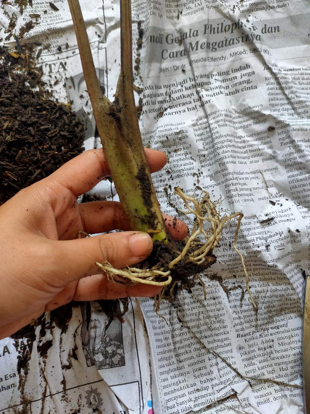 Keladi Lance Worthon / Wayang Merah Cantik Dewasa