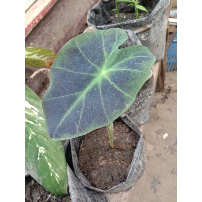 Keladi hitam /keladi cemong