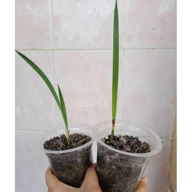 BIBIT KURMA TROPIS INDONESIA INP0RT