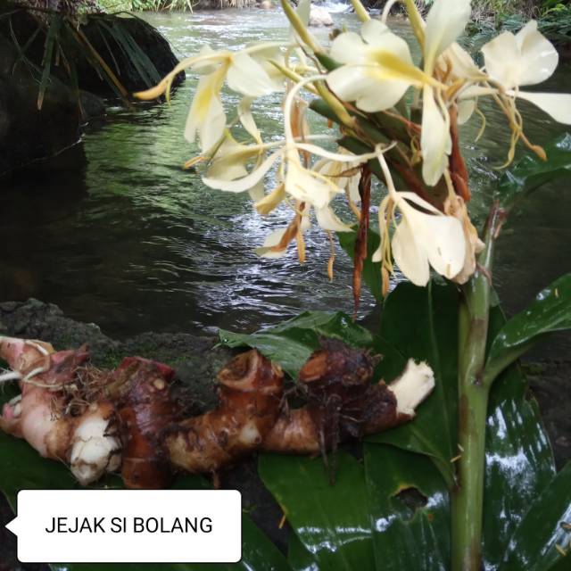 

Lampuyang gajah segar /500grm
