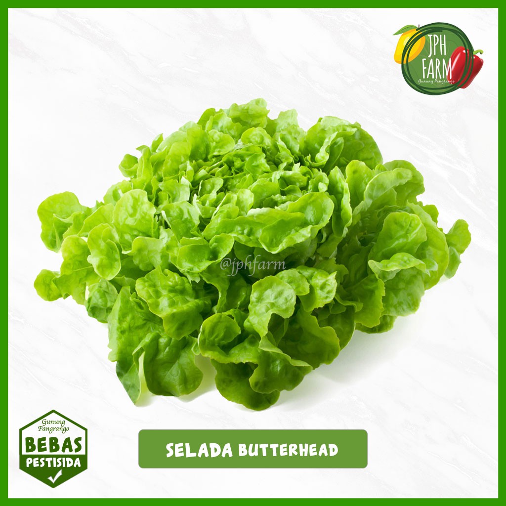 

Butterhead Lettuce Non Pestisida, Selada Salad 200g