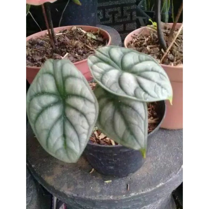keladi tengkorak silver---alocasia silver