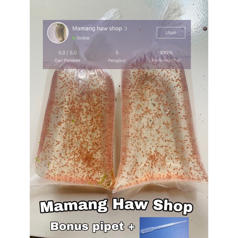 Kutu air Daphnia Magna pakan ikan cupang,gupy,hias (paket jumbo)