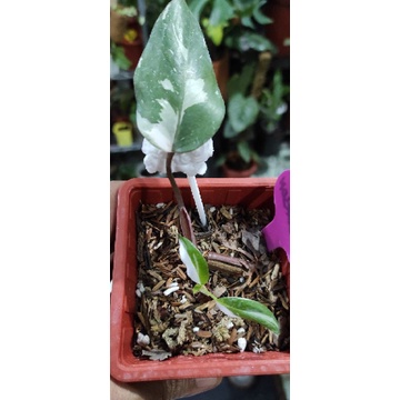 Philodendron Anderson