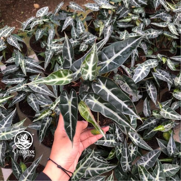 Alocasia Bambino (Pot 17)