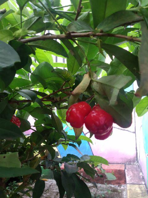 Maura Couple - Sania Ruffle Batik Couple Ori Ndoro Jowi Dnt Garansi Termurah