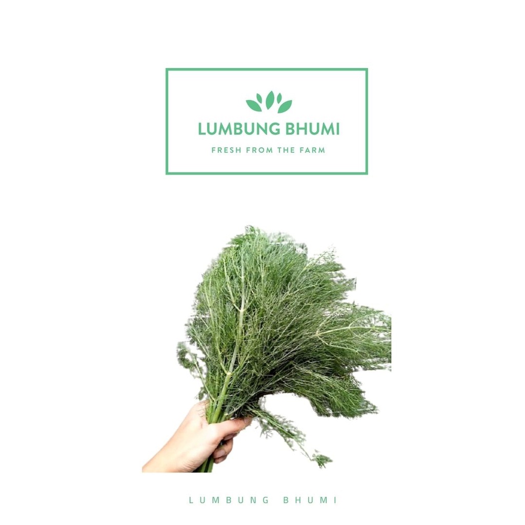 

Lumbung Bhumi - Daun Dill Adas 250 Gr ( Sayur Curah )