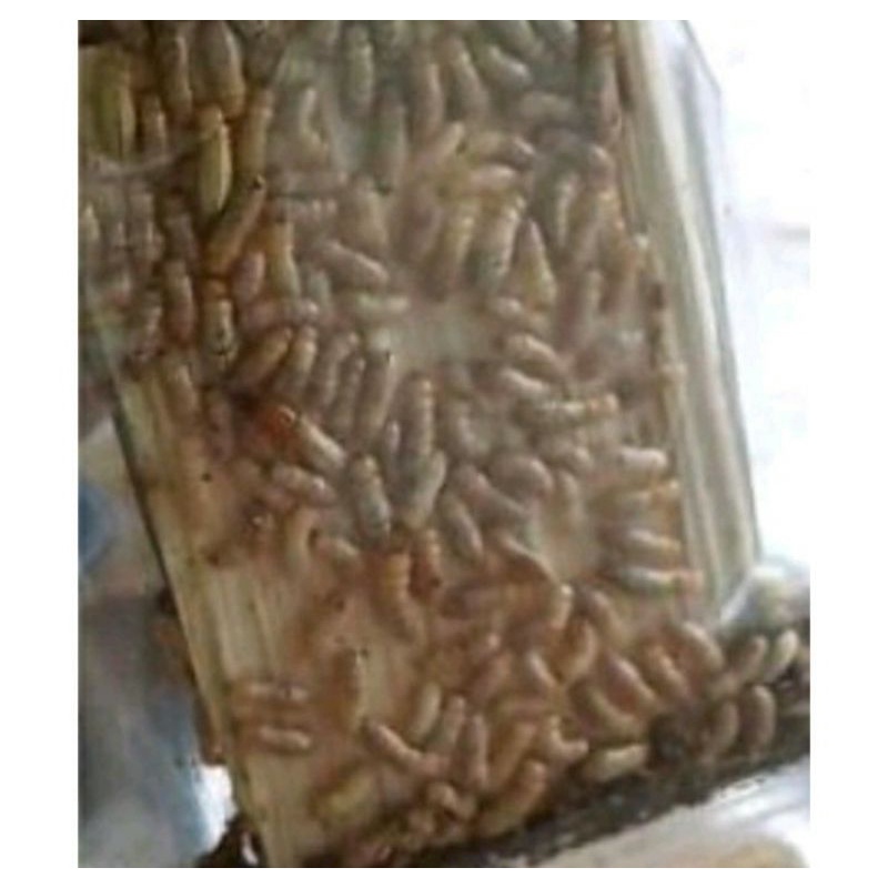 rengas rangas poa umpan ikan wader - pua - poa umpan mancing ikan uceng