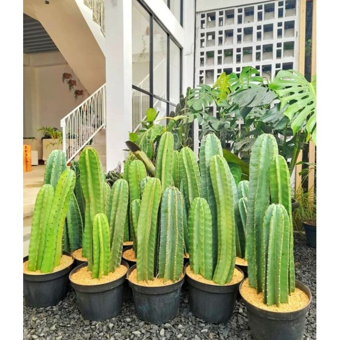 tanaman hias kaktus koboi/pohon kaktus koboi tanaman pot bunga