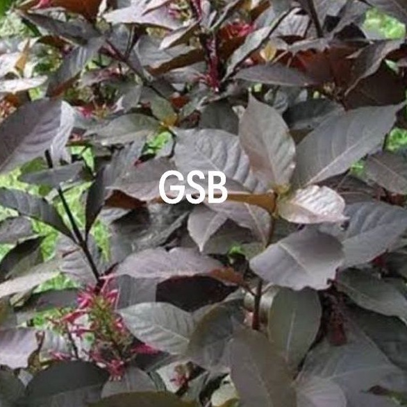 

Daun ungu segar daun handeuleum per 30 lembar fresh