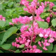 bibit tanaman bunga amp pink