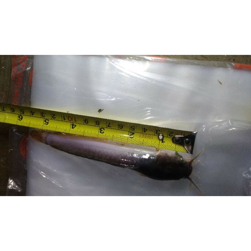 Bibit lele sangkuriang dan mutiara