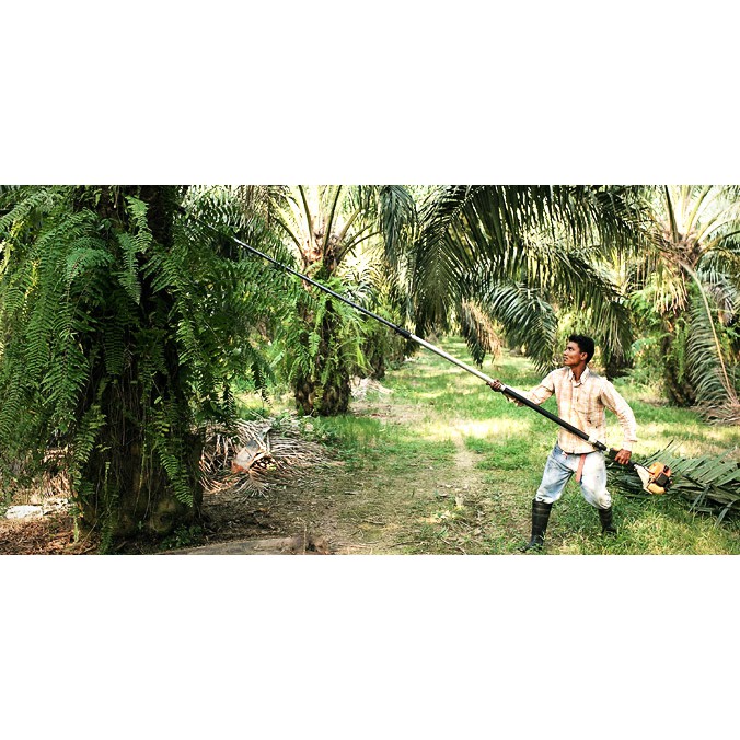 Mesin Egrek Dodos Sawit Palm Cutter Tanika TS5 Stik 4 5M gfgfgf
