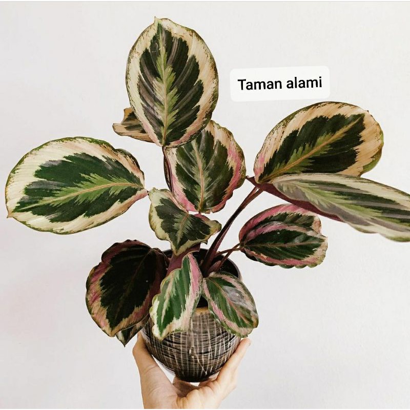calathea marion - tanaman hias calathea marion rimbun
