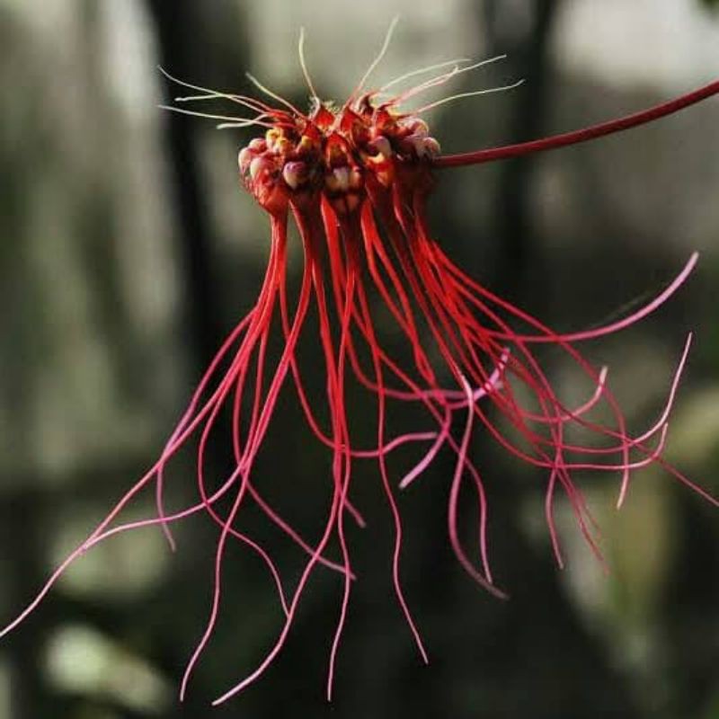 bulbophyllum gracillimum