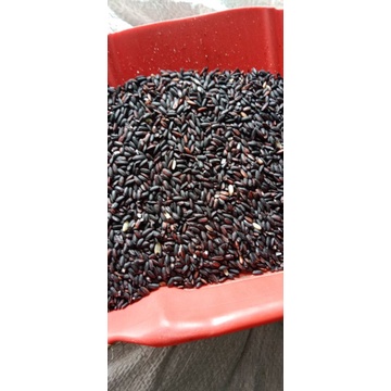 

ketan hitam 5kg