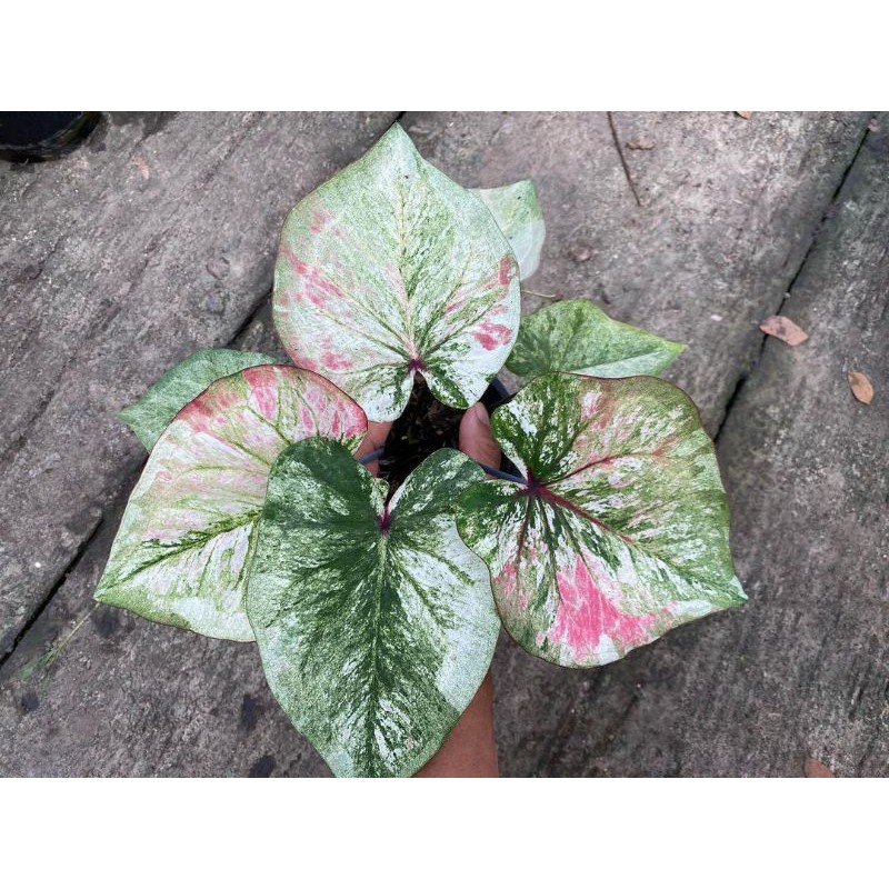 UMBI/BONGGOL Seedling/Umbi Caladium Nature White Hybrid - Caladium Thailand