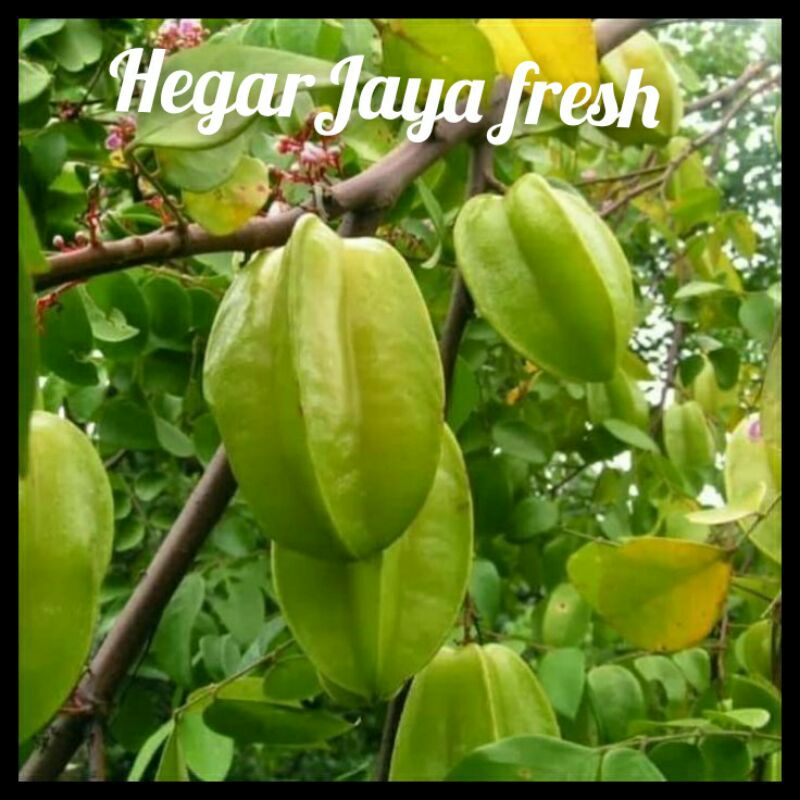 

belingbing jumbo1kg