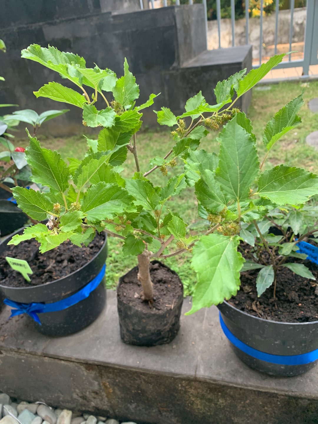 Bibit Murbei Berbuah