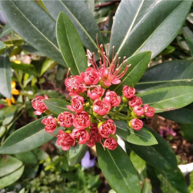 Tanaman Hias Xantostemon Bunga Merah Tanaman Bunga