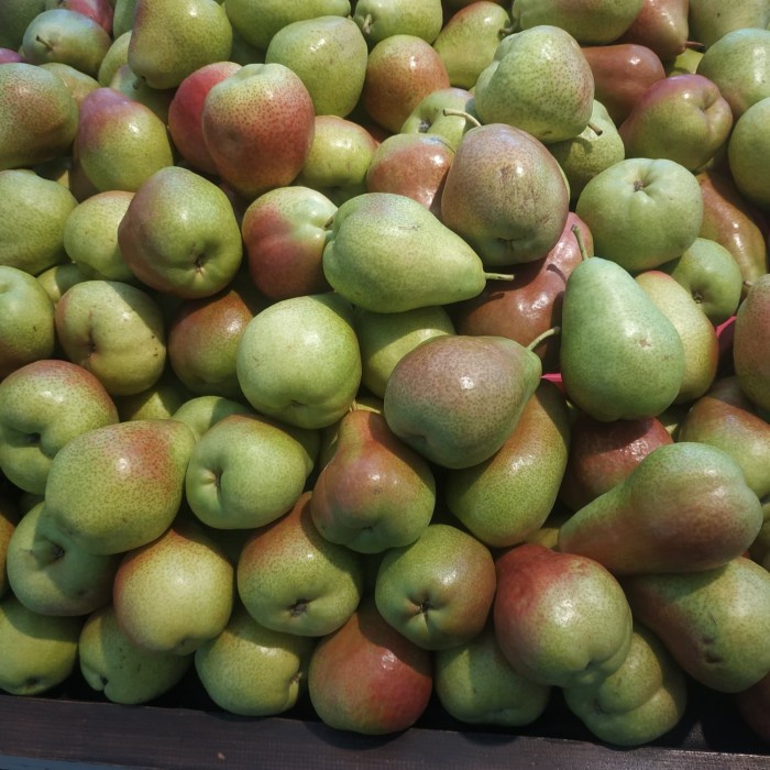 

Buah Pear Forelle 1kg