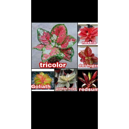 promo paket 6 baby aglonema, tricolour, Goliath, golden hope,red sumatera, Dewi Hughes, nezkia anaka