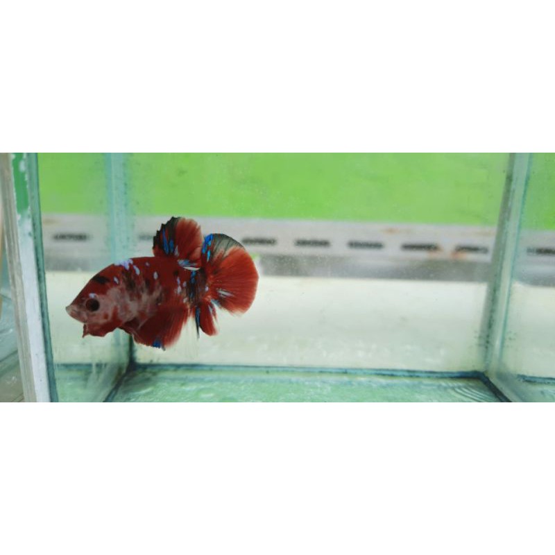 Cupang red koi galaxy