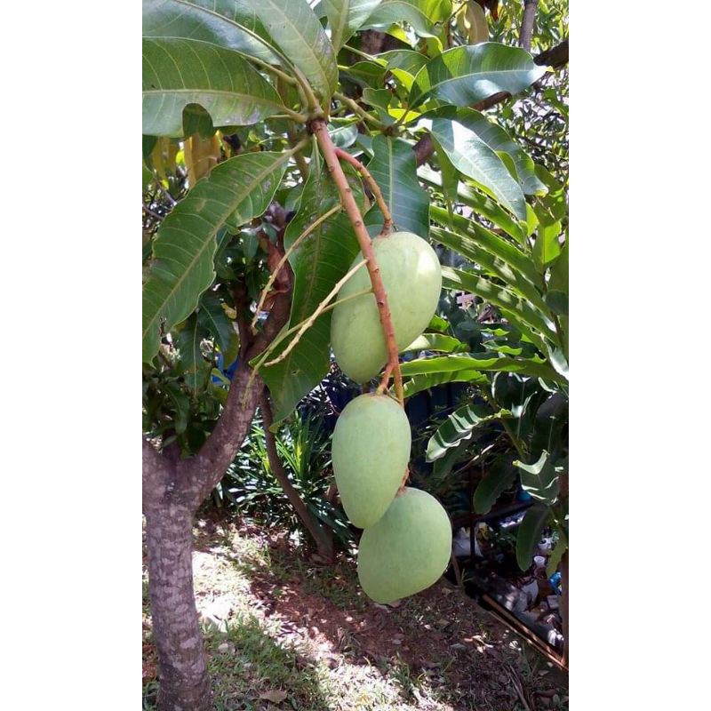 BIBIT MANGGA 3 DIMENSI BERBUAH 3 JENIS MANGGA, MAHATIR,CHOKANA,KIOJAY HASIL STEK DAN SUDAH BERBUAH