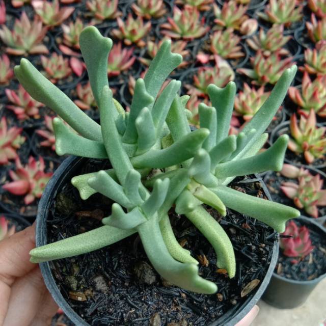 Kaktus Sukulen kalanchoe teretifolia