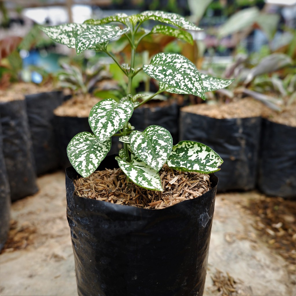 Tanaman Hias Daun Hypoestes Polkadot hijau - Tanaman Hipotes -BAKUL KEMBANG