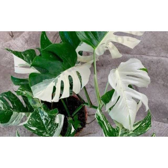 Bonggol Monstera Variegata Monstera Variegata Not Specified Shopee Indonesia