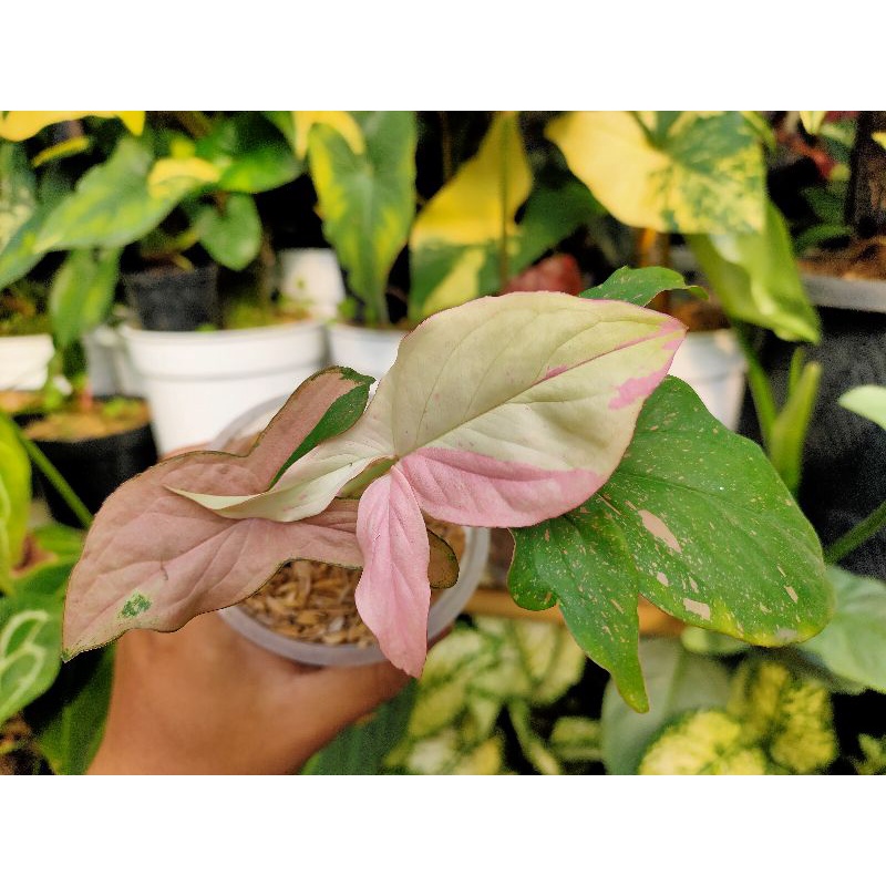 Syngonium pink Salmon mutasi