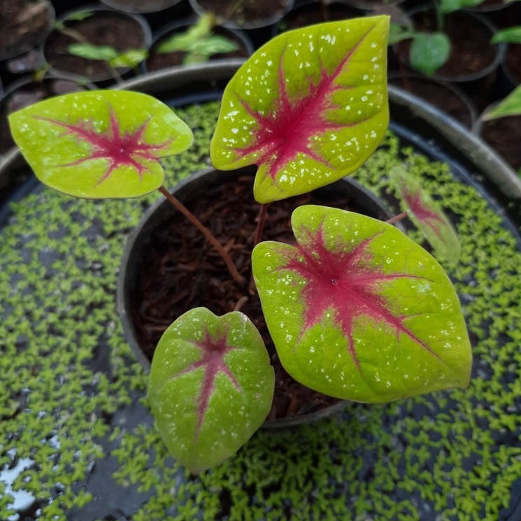 Tears Of The Sun Murah Tanaman Hias Aglaonema / Tanaman Hias  Tears Of The Sun / Caladium TOS Bisa C