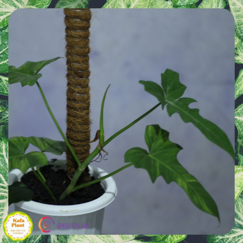 Philodendron Lime Fiddle (Dragon)