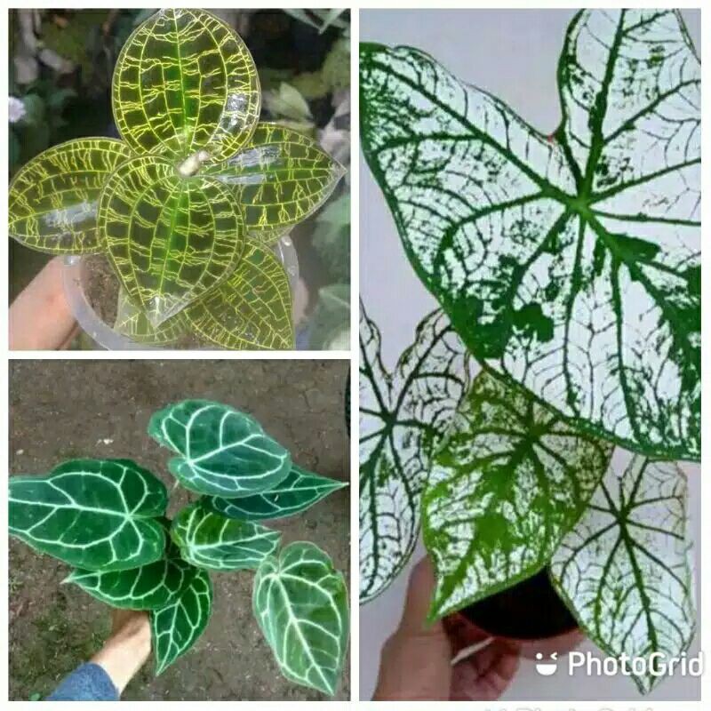 paket ideal 3 jenis tanaman hias keladi murah-paket 3 jenis keladi PROMO