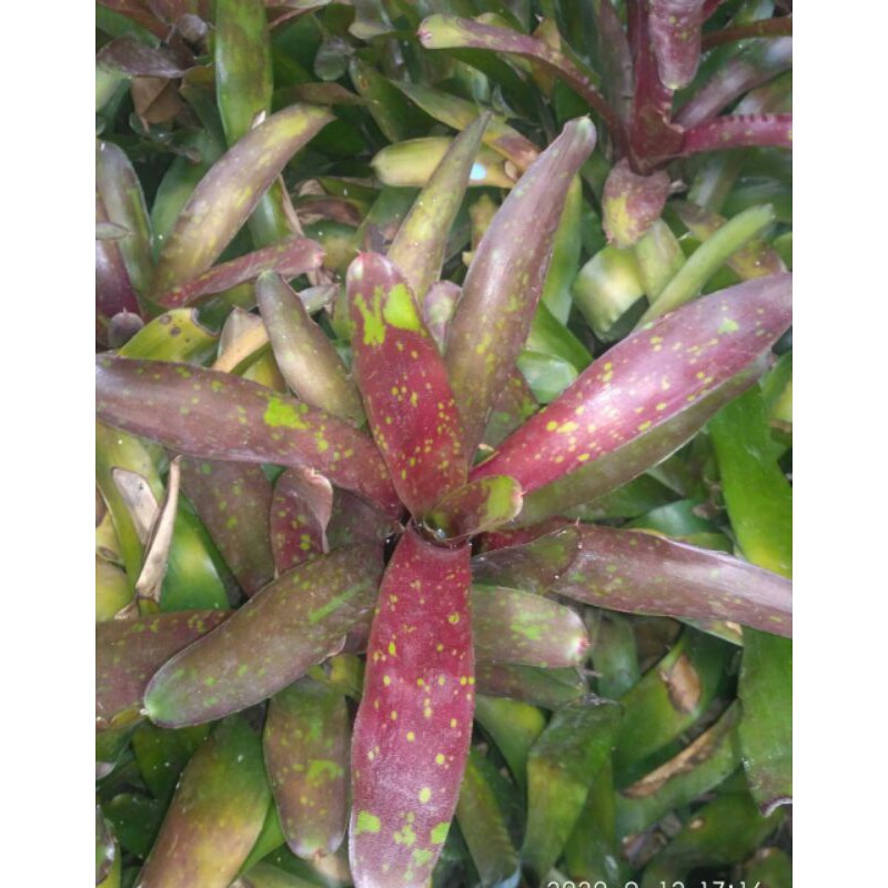 Tanaman Hias Bromelia Polkadot Merah - BakulKembang