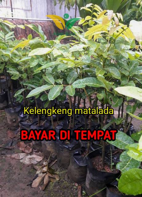 BIBIT KELENGKENG MATALADA OKULASI (COCOK DI TANAM POT)