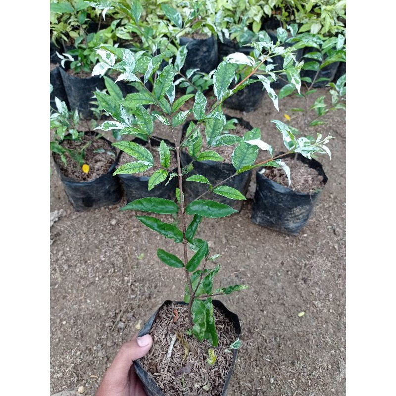 Anting Putri Salju (anting putri varigata)