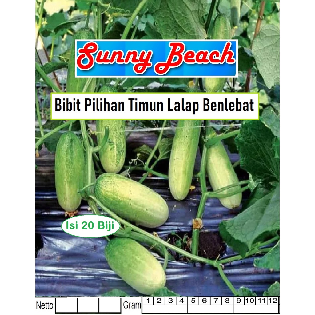 Bibit Pilihan Timun Lalap Benlebat|Benih Ketimun Benlebat|Mentimun Benlebat|Ketimun Lalap