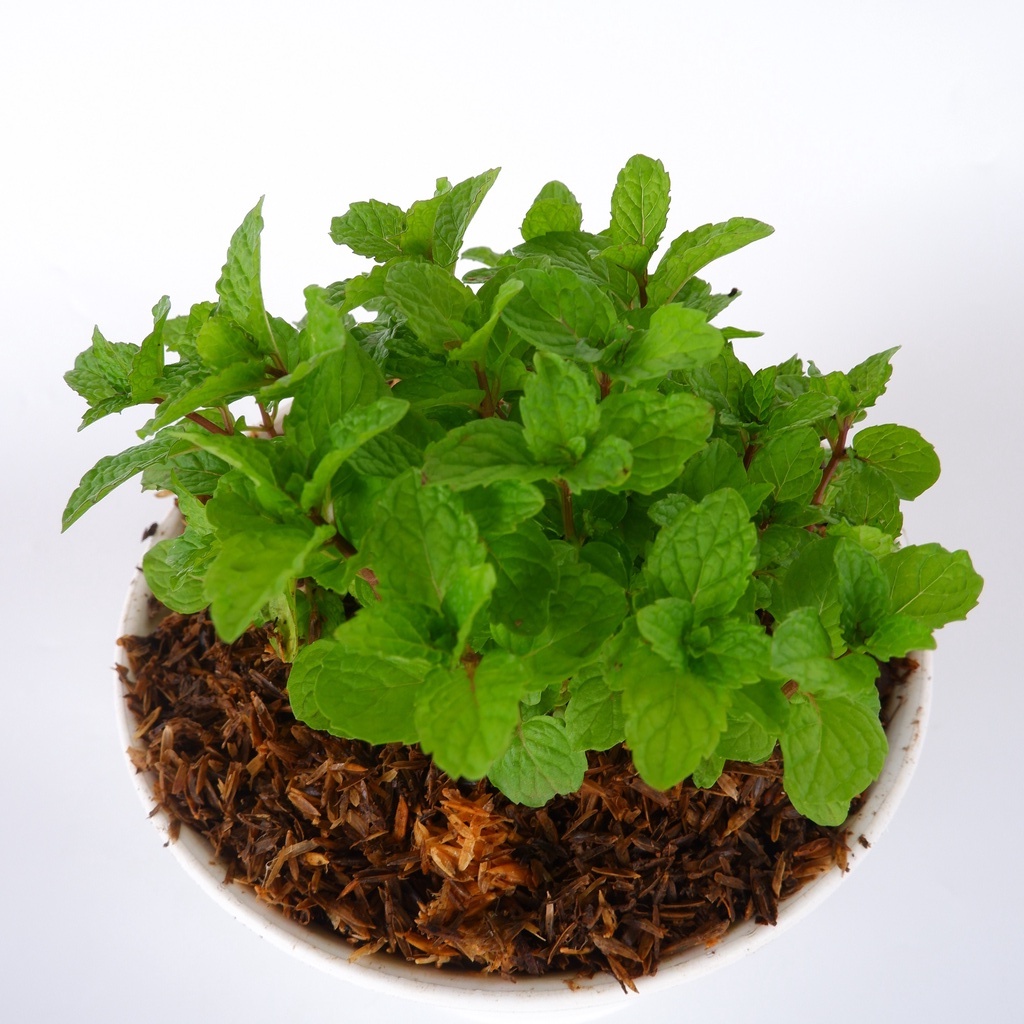 Tanaman Herbal Daun Mint