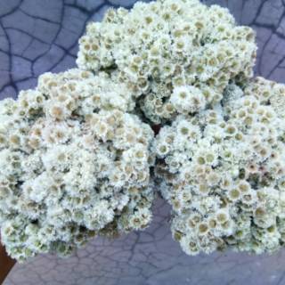 30 Tangkai Bunga Edelweiss Kering Bunga Edelweis 30 Tangkai Bunga Edelweiss Kering Bunga Edelweis