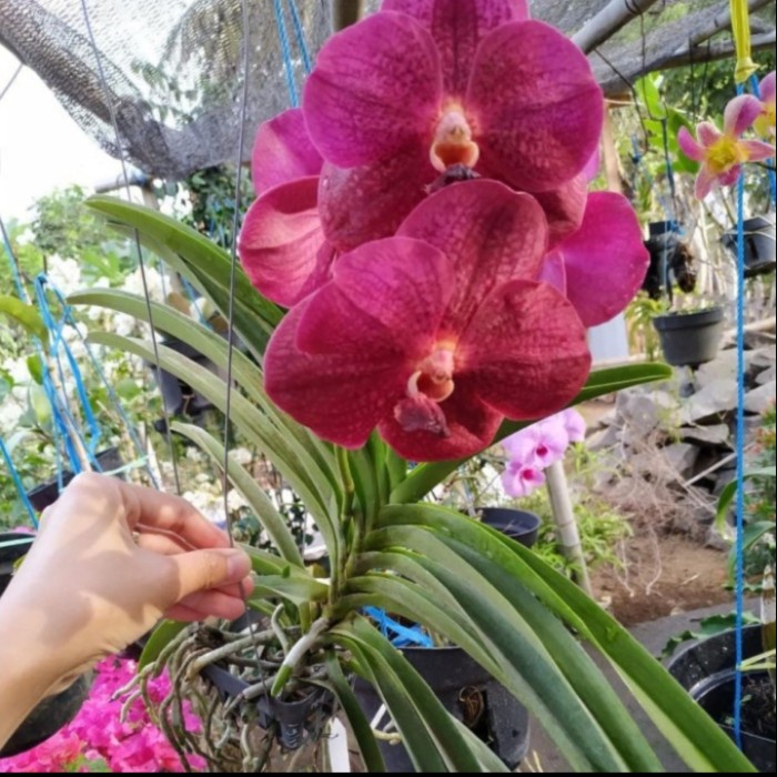 Anggrek vanda merah Dewasa