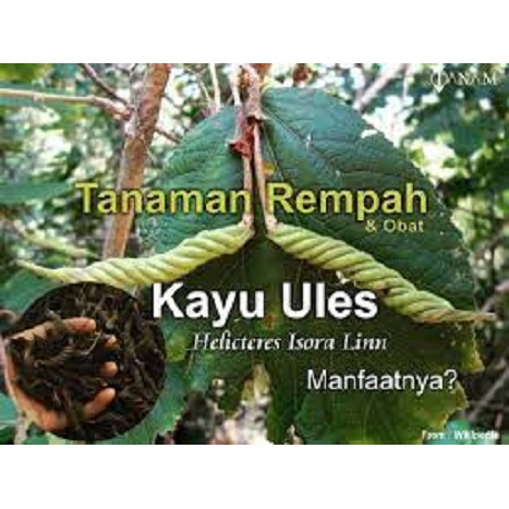 

Kayu Ules Kering Asli 250 gram Kayu Puteran Asli Murni Meningkatkan Imunitas