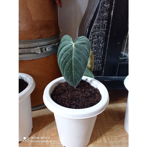 Philodendron Melanochrysum NARROW Ekonomis