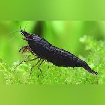 AQUASCAPE UDANG HIAS BLACK